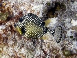 IMG 3300 Smooth Trunkfish